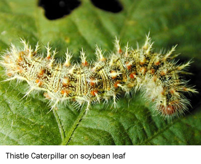 THISTLE CATERPILLARS & SOYBEAN FEEDING